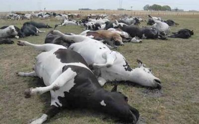 Investigan la muerte masiva de bovinos por un foco de garrapatas