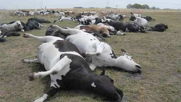 Investigan la muerte masiva de bovinos por un foco de garrapatas