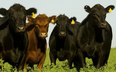 Nuevos requisitos para el movimiento de bovinos y bubalinos