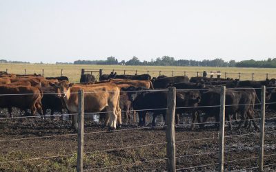 Golpe de calor en bovinos: cúales son los síntomas