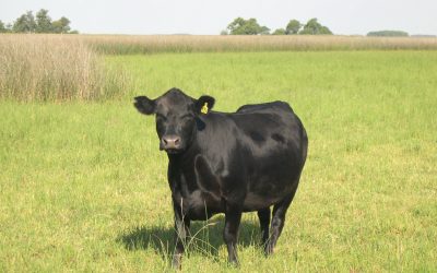 Prevalencia de serología en vacas con antecedentes de fallas reproductivas Año 2008-2020