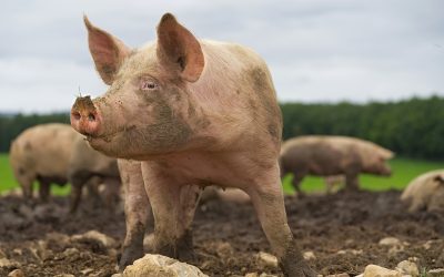 Es necesario actuar con urgencia para frenar la propagación de la peste porcina africana en las Américas
