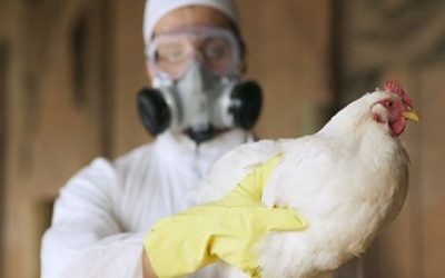 Argentina en la reunión del grupo permanente de expertos de influenza aviar de la OMSA