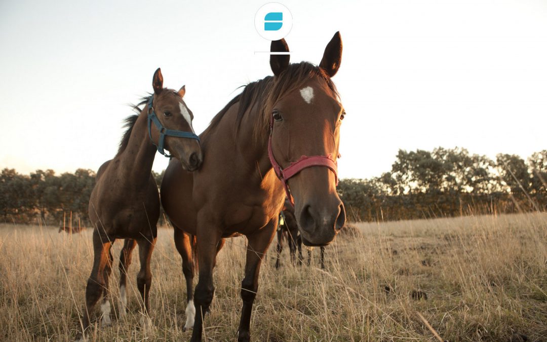 Medidas sanitarias de contención y control ante brotes de Encefalomielitis Equinas