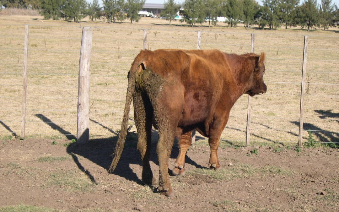 Paratuberculosis bovina: diagnóstico y medidas de manejo para su control