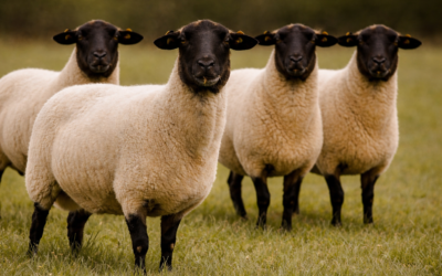 Por primera vez se detectaron brotes de Scrapie clásico en ovinos importados