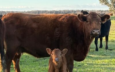 Diarrea Neonatal Bovina: el diagnóstico oportuno reduce las pérdidas